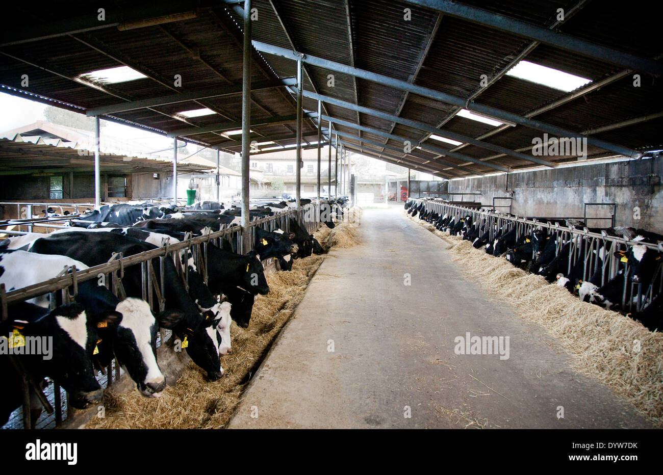 Milchwirtschaft Portugal Stockfoto