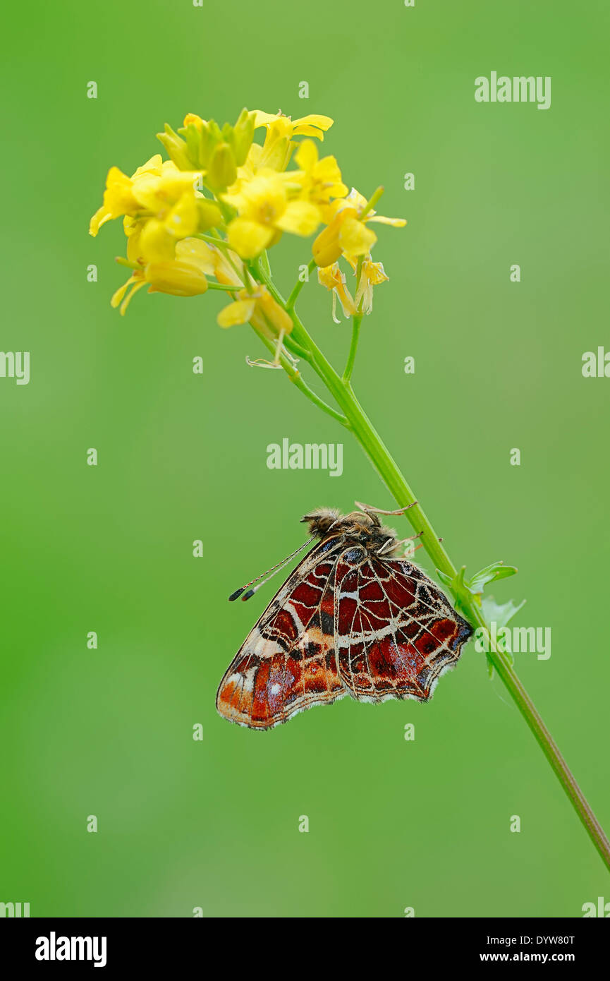 Karte Schmetterling oder Europakarte (Araschnia Levana F. Levana), spring Form, North Rhine-Westphalia, Deutschland Stockfoto