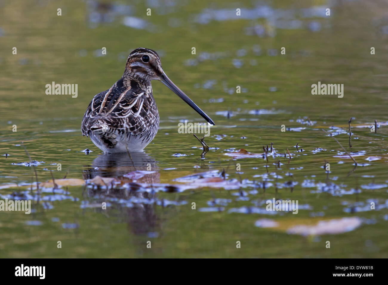 Wilson's Snipe (Gallinago Delicata) Stockfoto