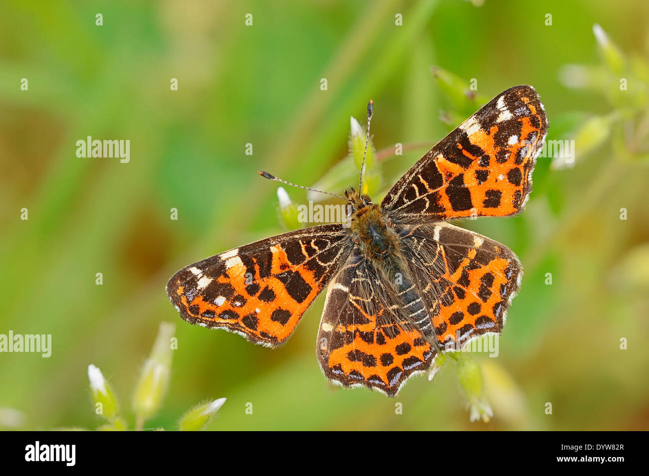 Karte Schmetterling oder Europakarte (Araschnia Levana F. Levana), spring Form, North Rhine-Westphalia, Deutschland Stockfoto