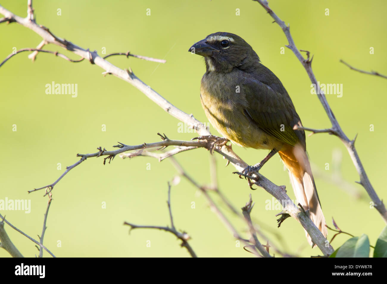 Buff-breasted Saltator (Saltator Maximus) Stockfoto