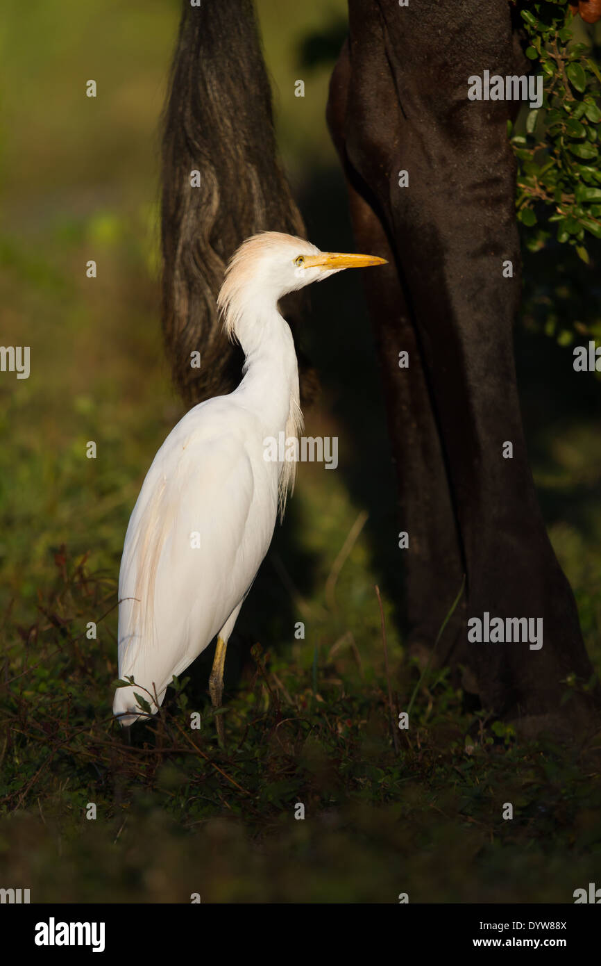 Kuhreiher (Bubulcus Ibis) stehen neben einem Pferd Beine Stockfoto