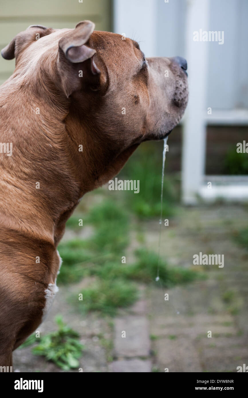 Sabbern Amerikanischer Staffordshire-Terrier Stockfoto