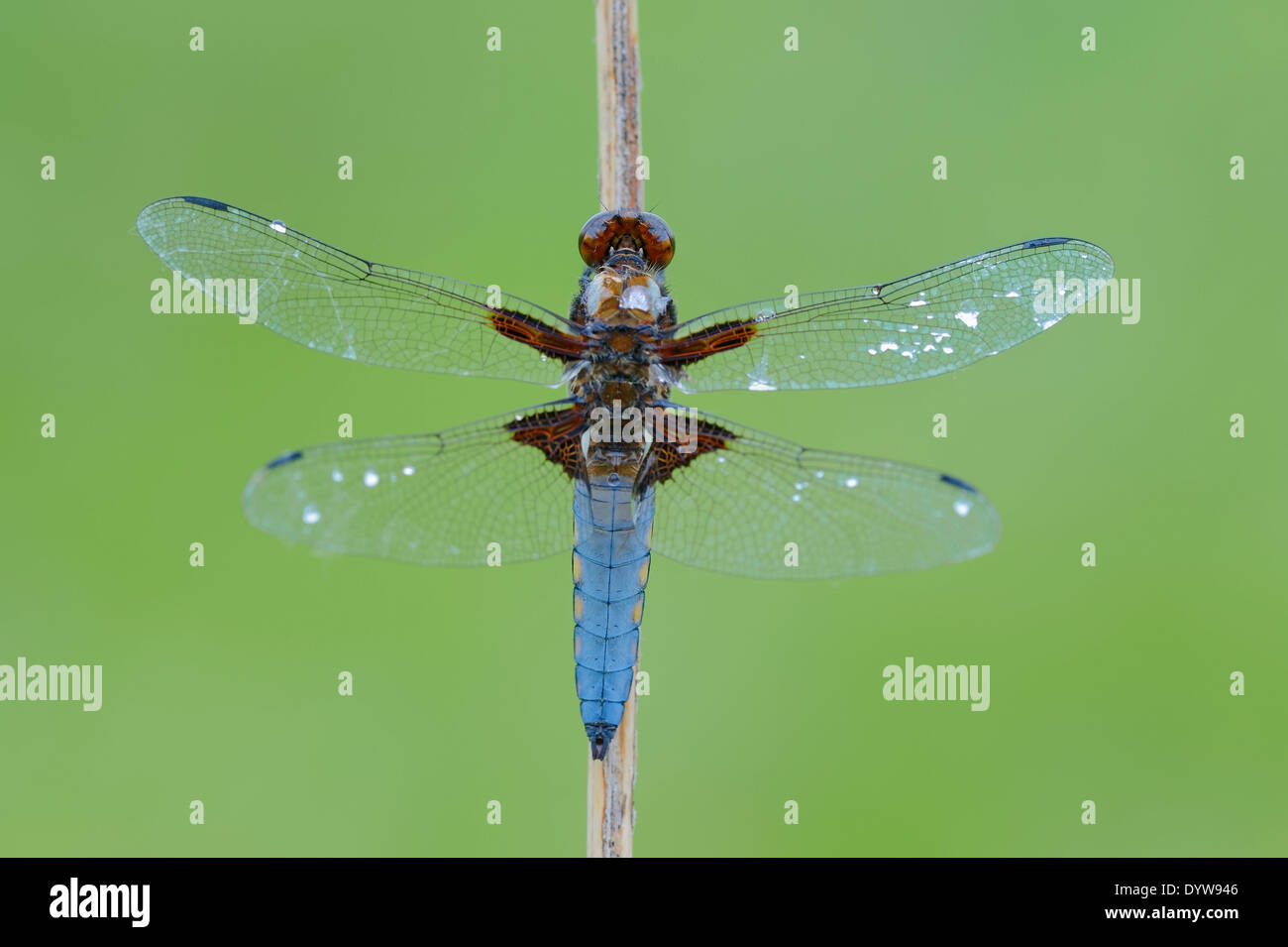 Breit-bodied Chaser oder breit-bodied Darter (Libellula Depressa), Männlich, North Rhine-Westphalia, Deutschland Stockfoto