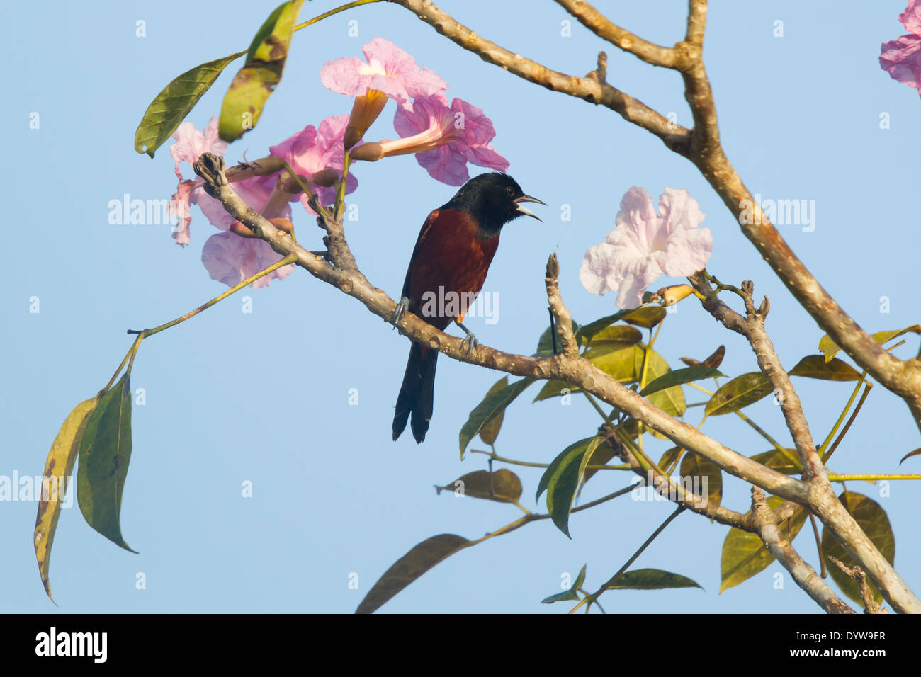 Obstgarten Oriole (Ikterus Spurius) Stockfoto