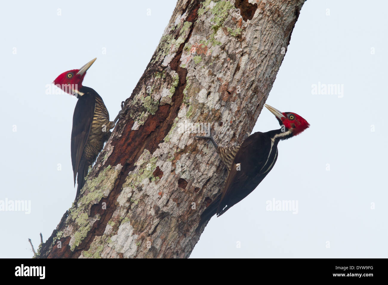 paar blass-billed Spechte (Campephilus Guatemalensis) an einem toten Baumstamm Stockfoto