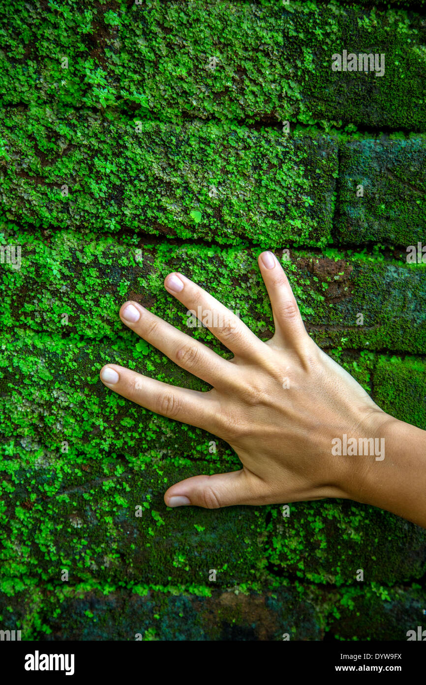 Hand durch die grüne Wand Stockfoto