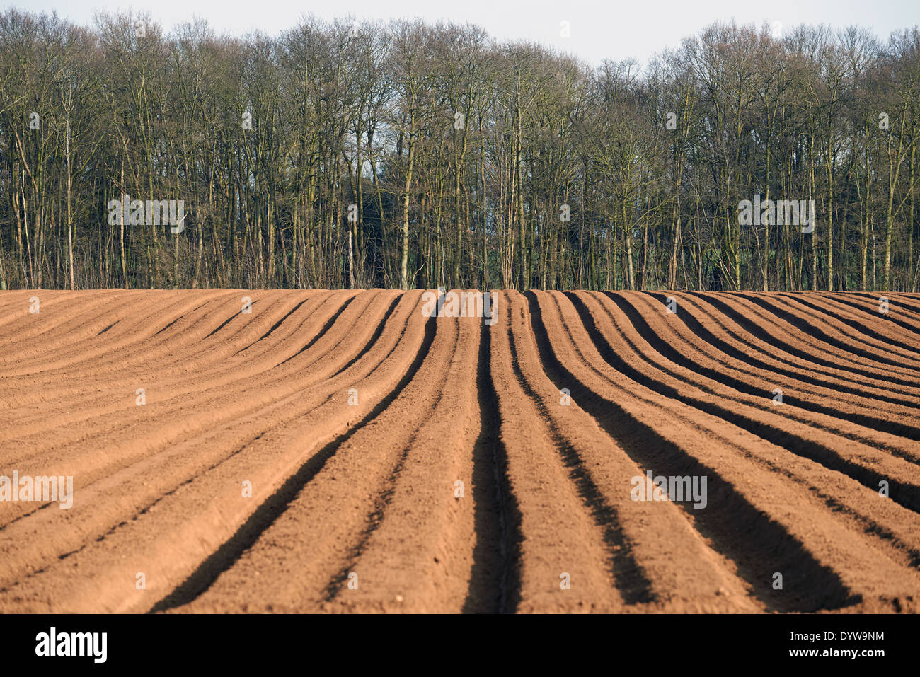 Ackerland mit Kartoffeln bepflanzt Stockfoto