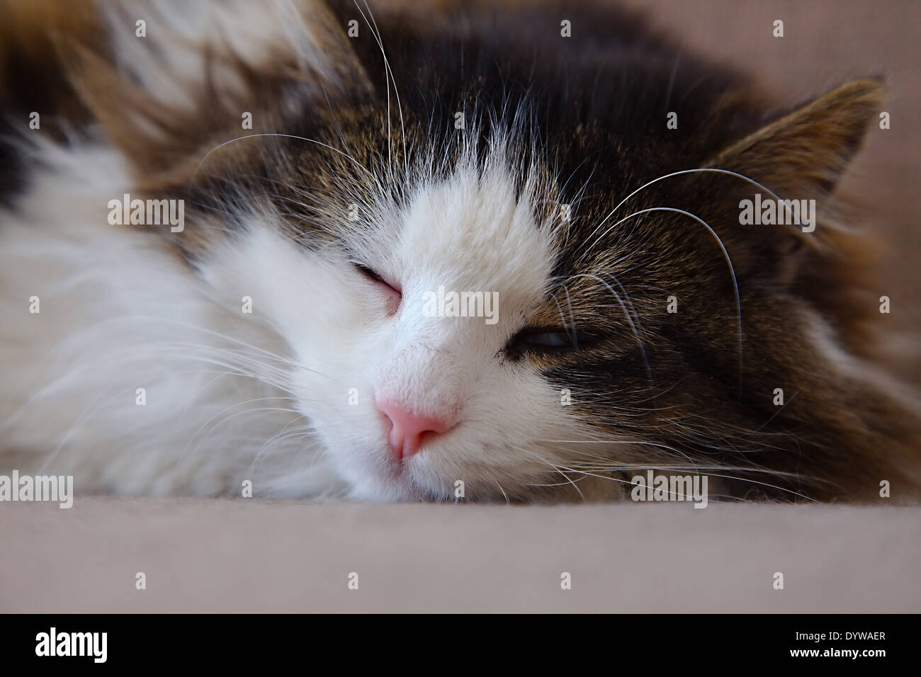 Schläfrige Katze Stockfoto