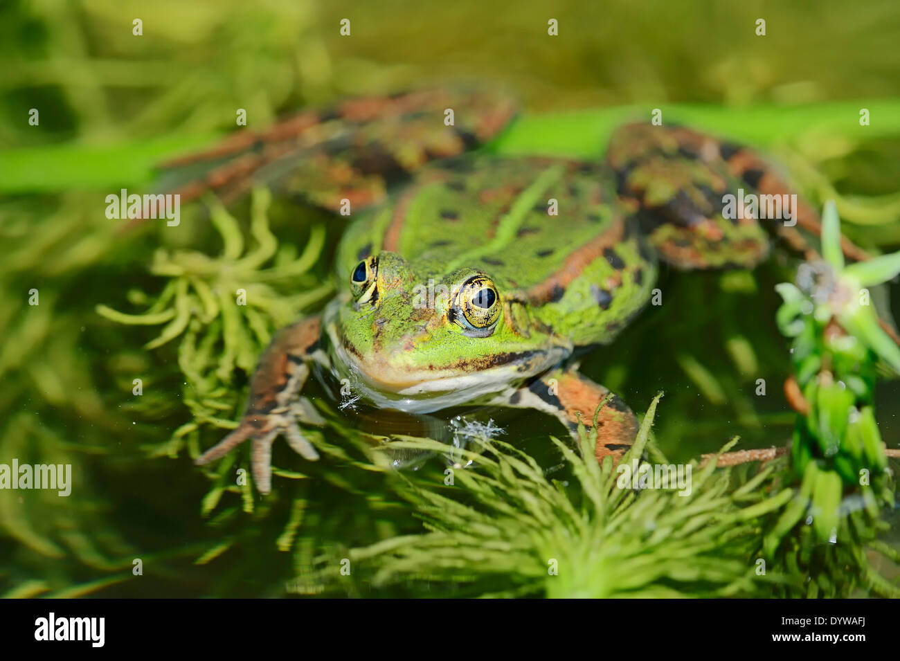 Essbare Frosch, Grasfrosch Wasser oder grüner Frosch (Rana Esculenta, außer kl. Esculentus), Männlich, North Rhine-Westphalia, Deutschland Stockfoto