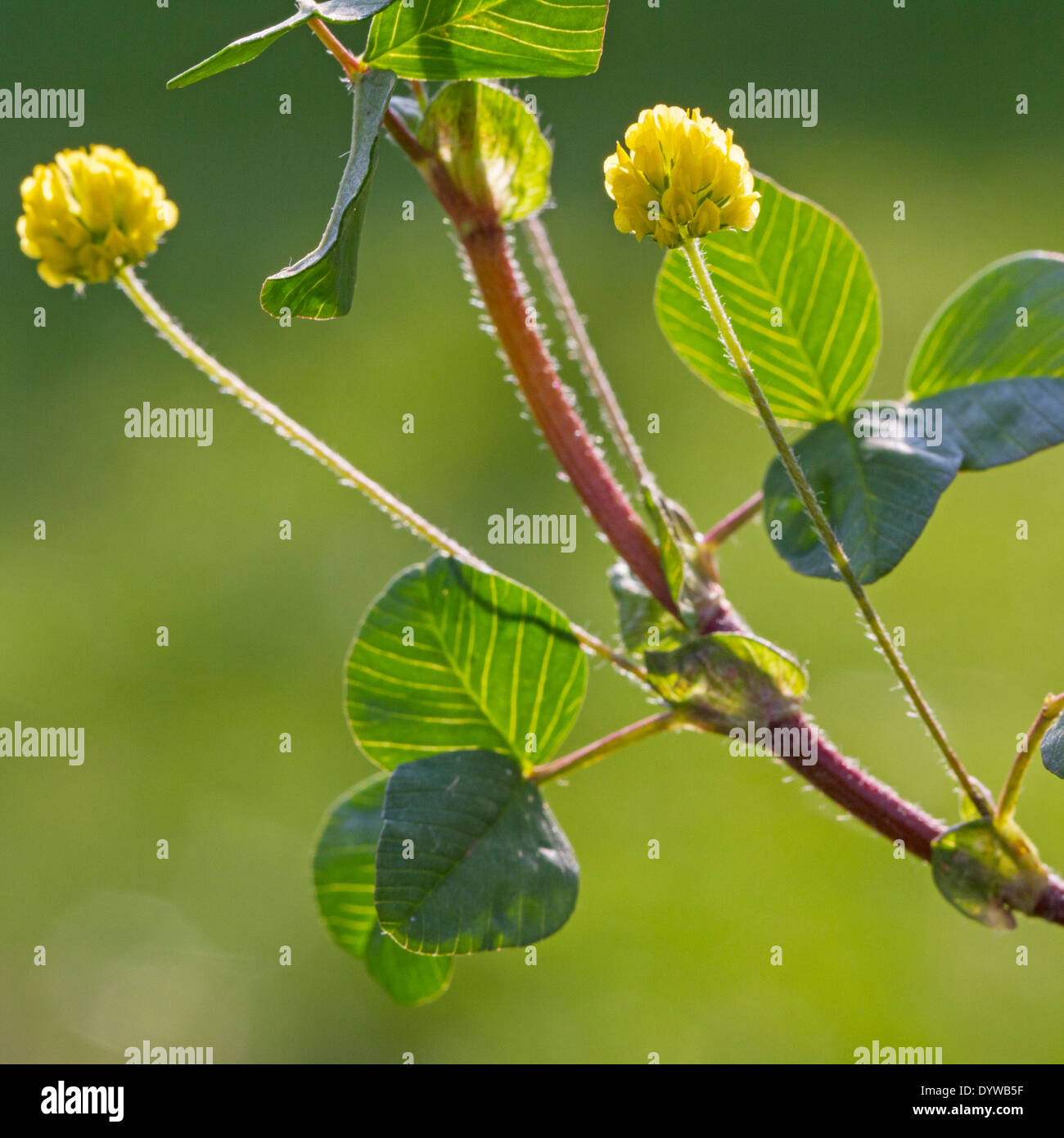 Hop Trefoil / Low Hop Klee (Trifolium Campestre) in Blüte Stockfoto