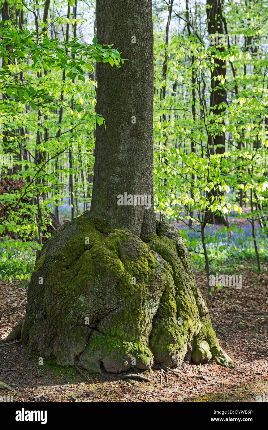 Wurzelholz / Grat / bur, gerundet Auswuchs auf Buche (Fagus Sylvatica) Baum im Wald Stockfoto