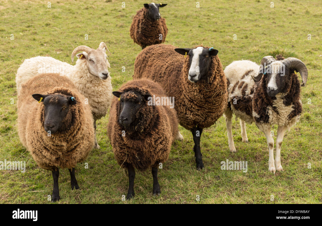 Gruppe von seltenen Rasse Schafe Stockfoto