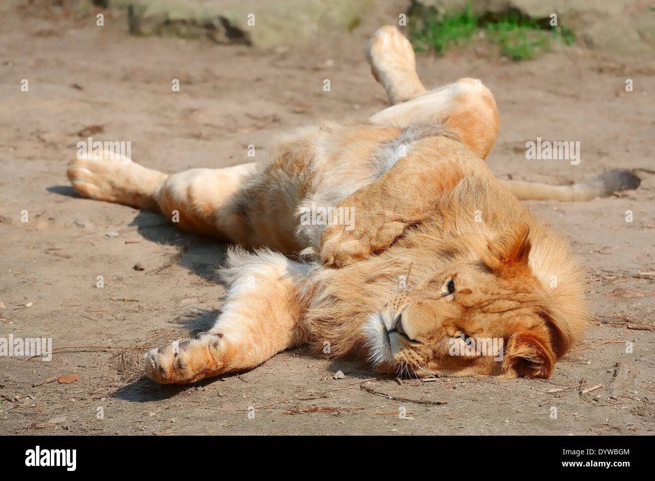 Afrikanischer Löwe (Panthera Leo), Mann Stockfoto