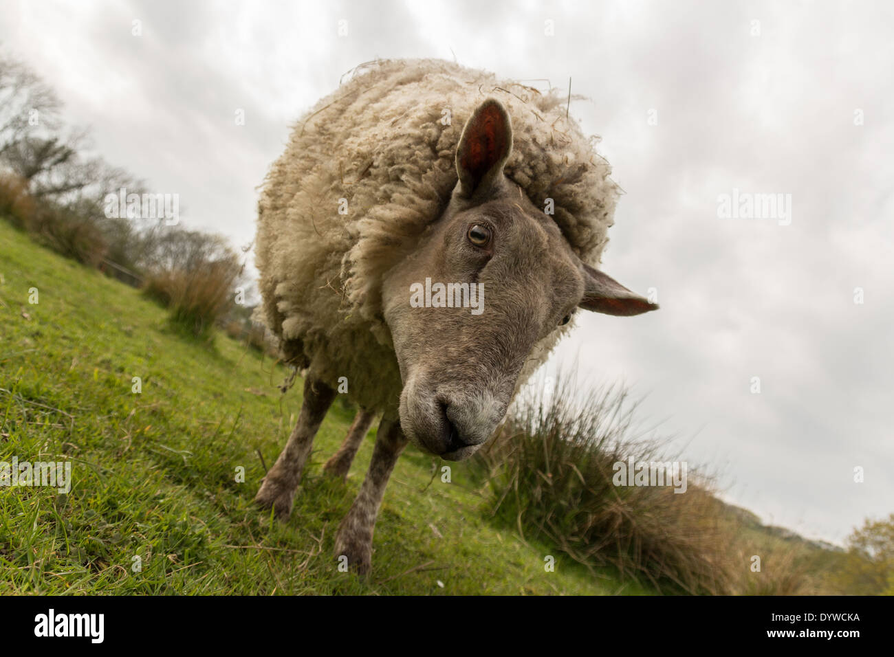 Bauernhof Schafe an einem bewölkten Tag mit einem niederländischen kippen. Stockfoto