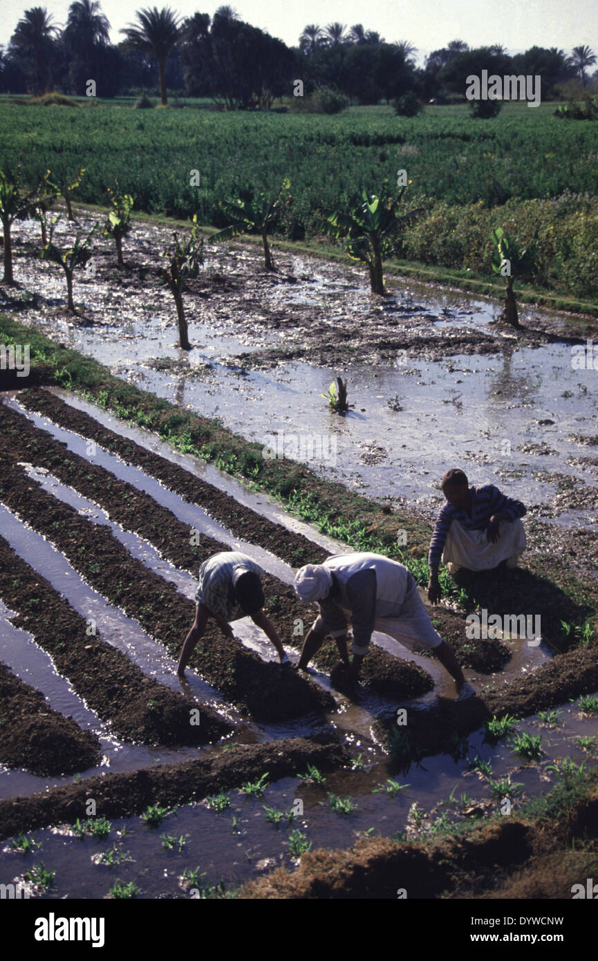 Bewässerung schneidet die altmodische Art und Weise, durch die Flut-Bewässerung, seit langem für Landwirtschaft seit der Pharaonen von den Ägyptern verwendet. Stockfoto