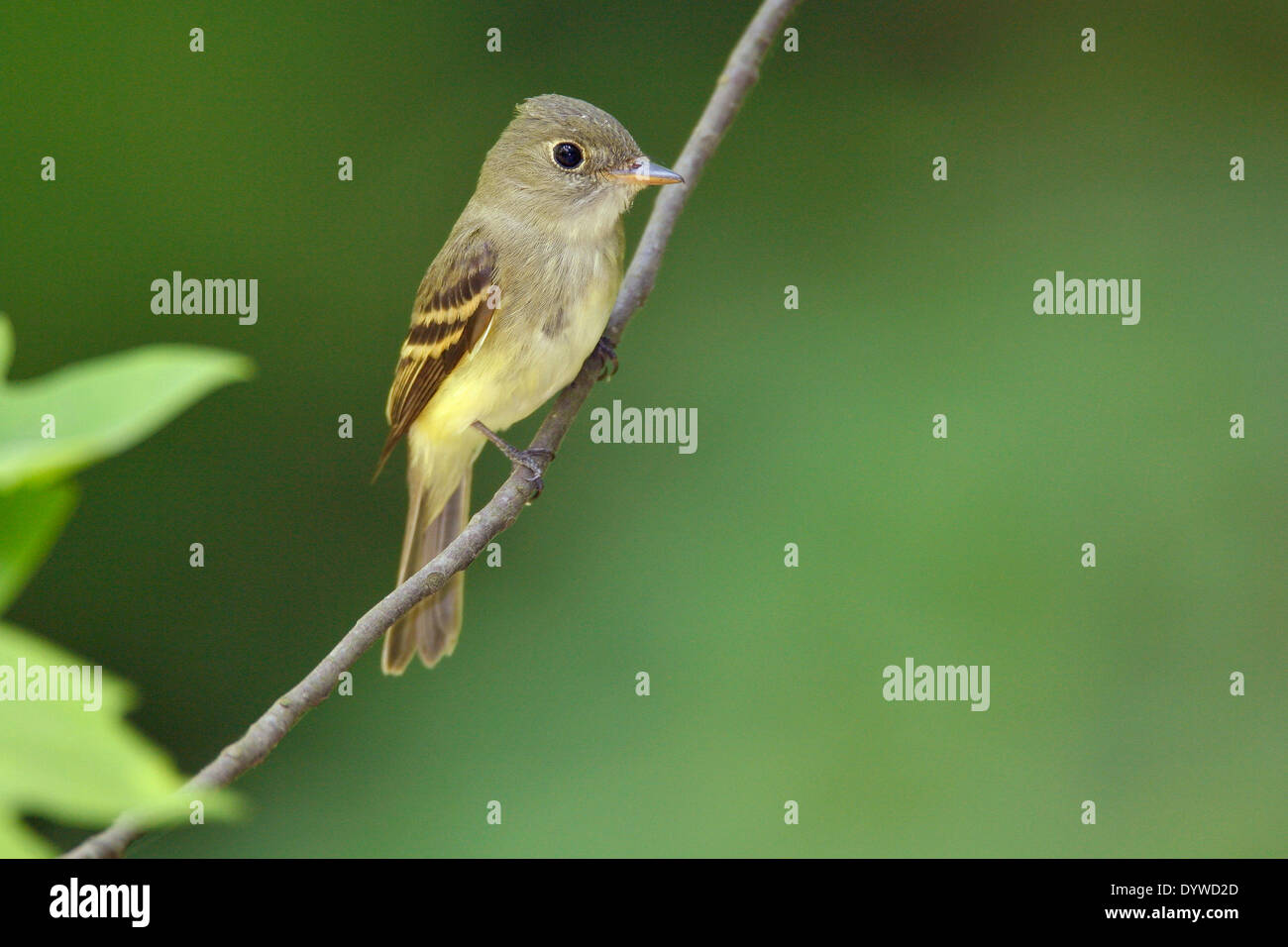 Acadian Flycatcher - Empidonax virescens Stockfoto