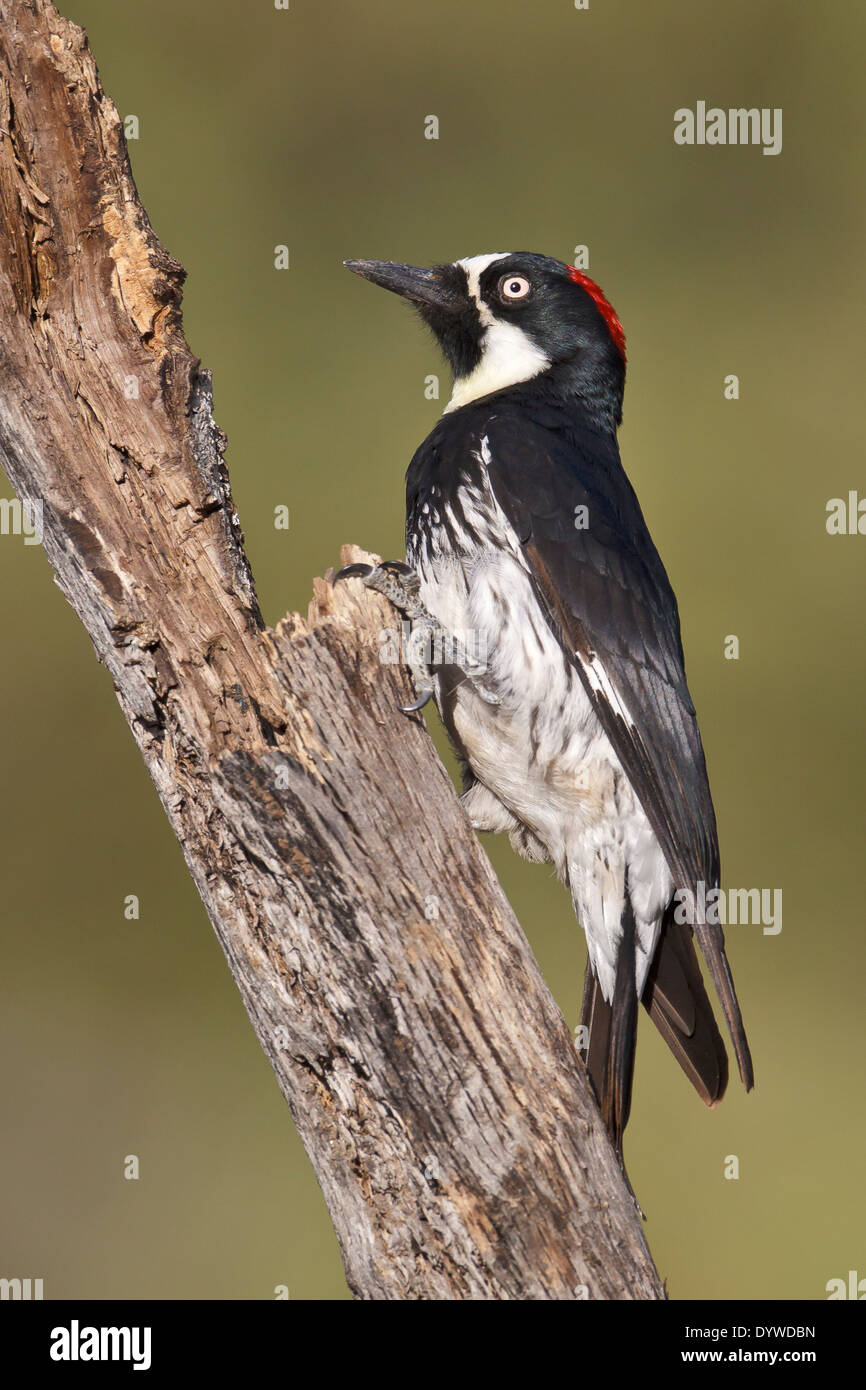 Eichel Specht - Melanerpes Formicivorus - erwachsenes Weibchen Stockfoto