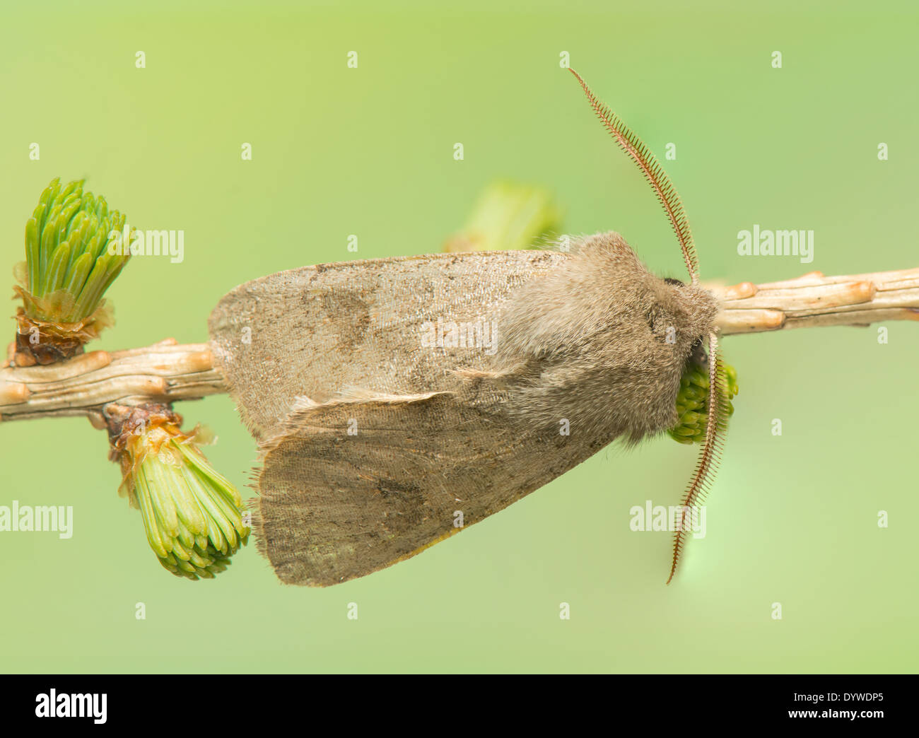 Orthosia populeti Stockfoto