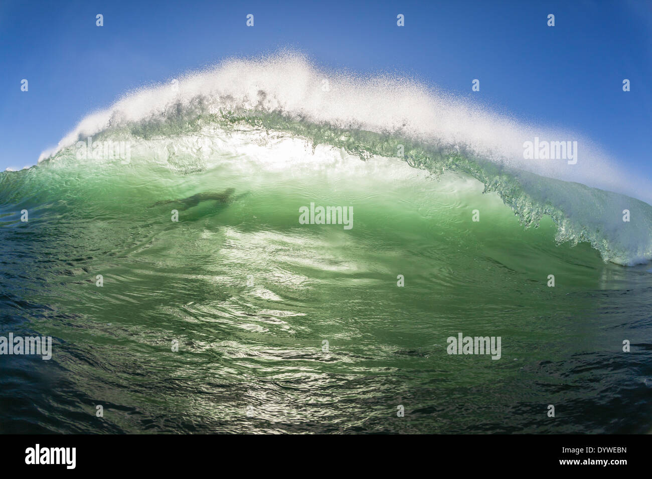 Ocean Wave Absturz schwimmen Closeup Begegnung mit Silhouette Surfer Schatten bei Seegang. Stockfoto