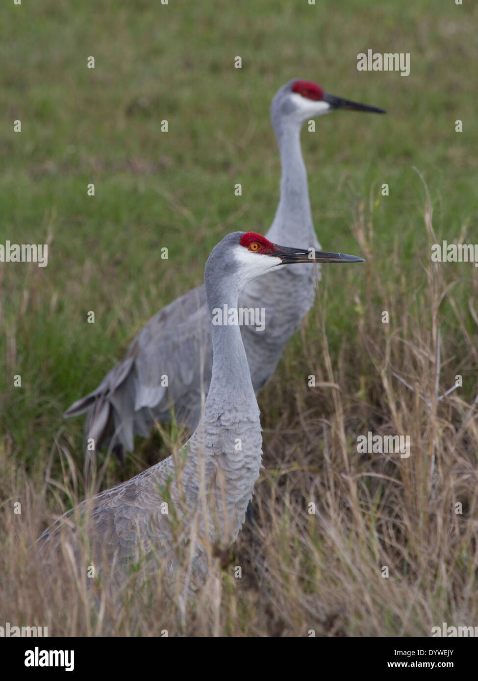 Kraniche (Grus Canadensis), Florida, USA Stockfoto