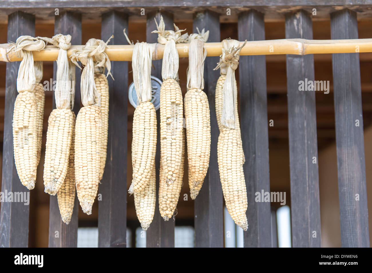 Mais trocknen auf einer Hauswand eines alten, traditionellen Haus  Stockfotografie - Alamy