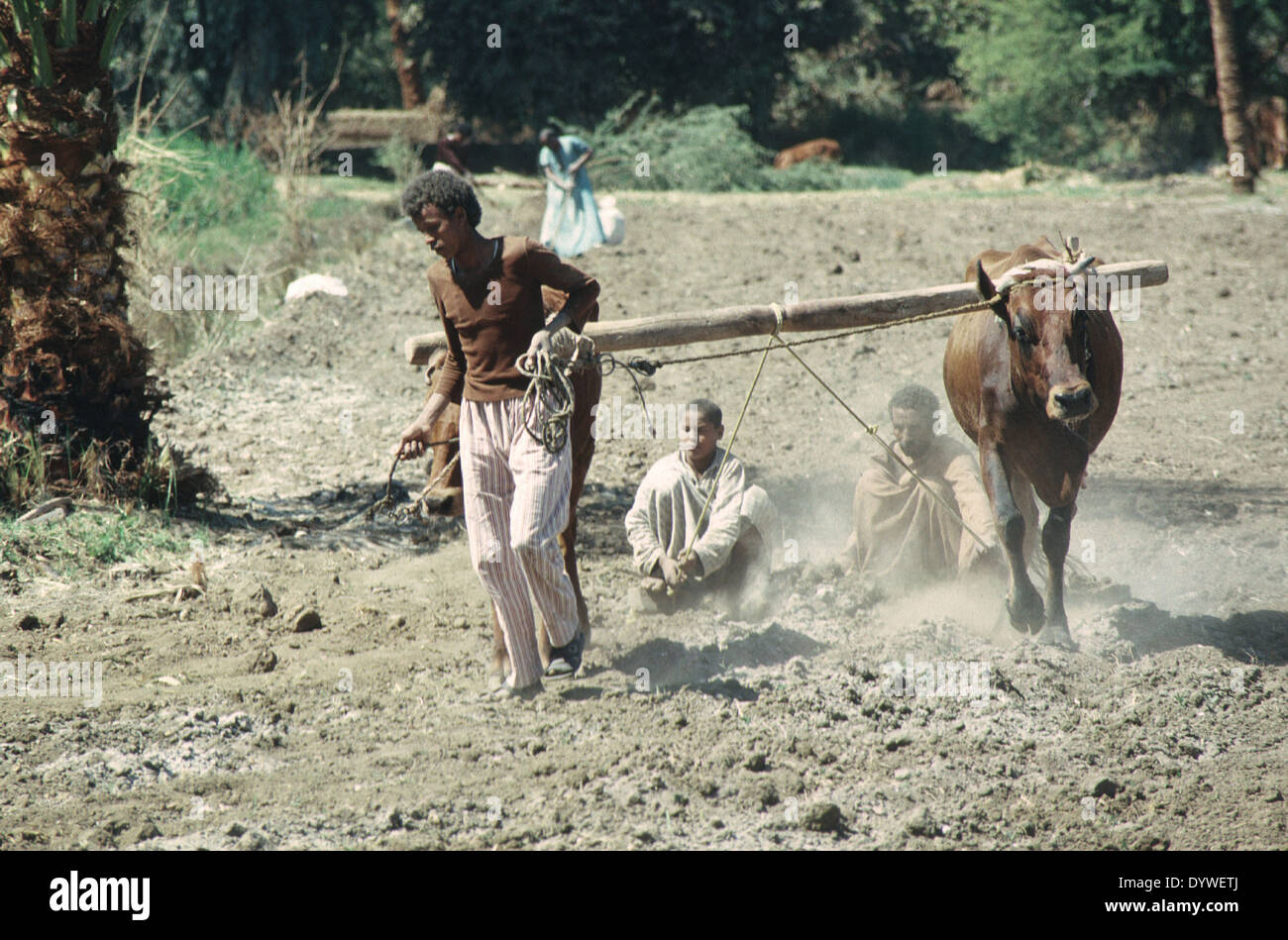 Gelegentlich Anbaumethoden der ägyptische Bauer mit Wasserbüffel unterscheiden sich wenig seit der Zeit der Pharaonen. Stockfoto