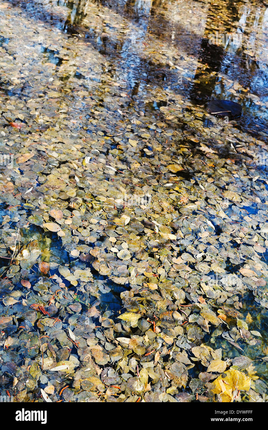 Herbstblätter im Wasser der Waldsee in sonnigen Tag Stockfoto