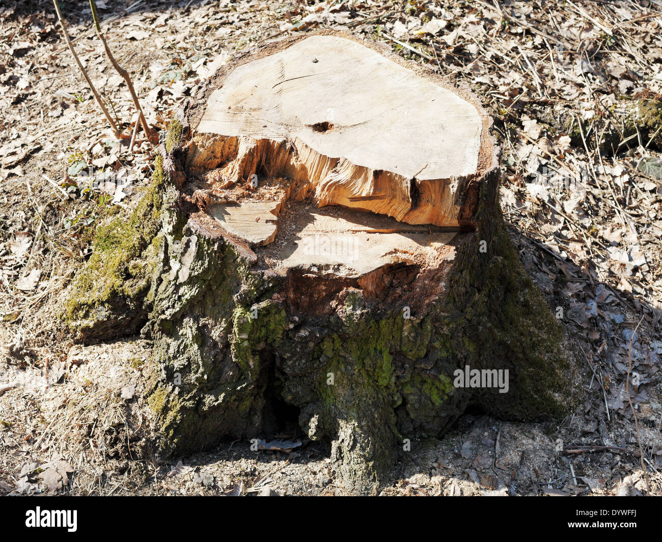 Kiefer-Baumstumpf im Frühlingswald Stockfoto
