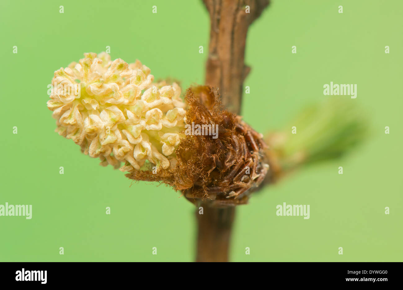 Lärche Blume Stockfoto