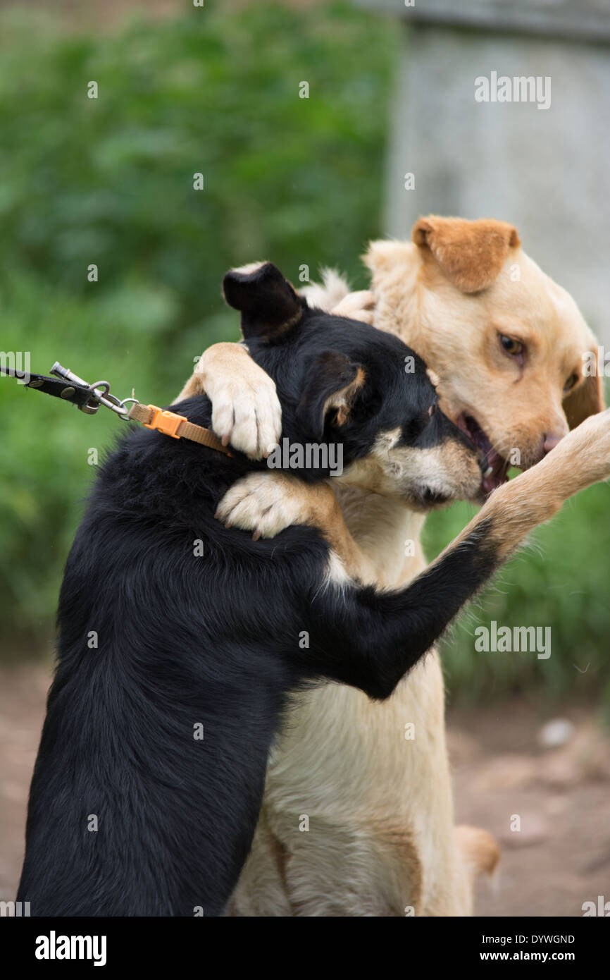 zwei Hunde, die einander umarmen Stockfoto