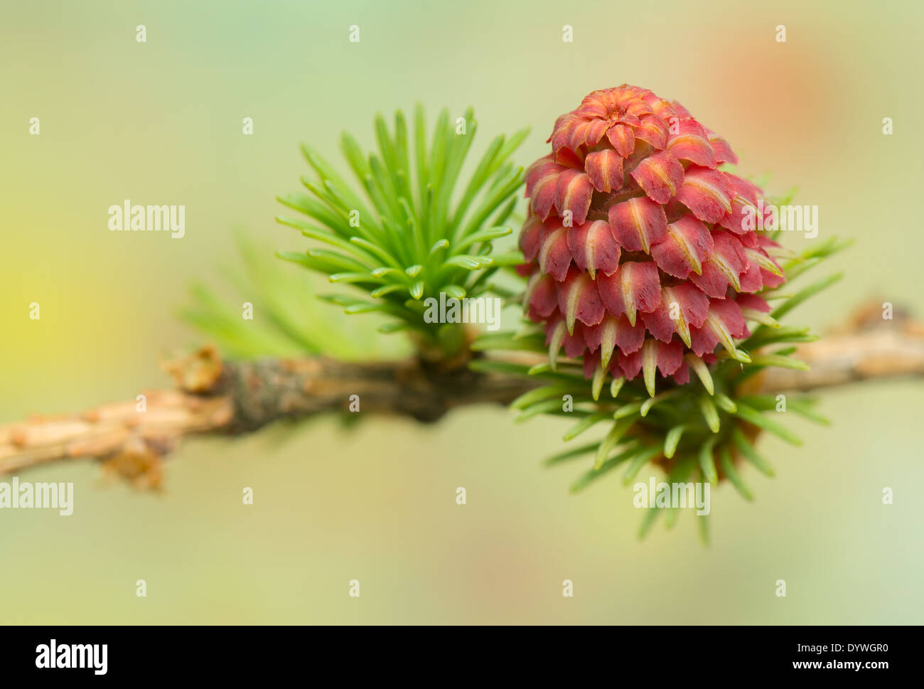 Lärche Blume Stockfoto