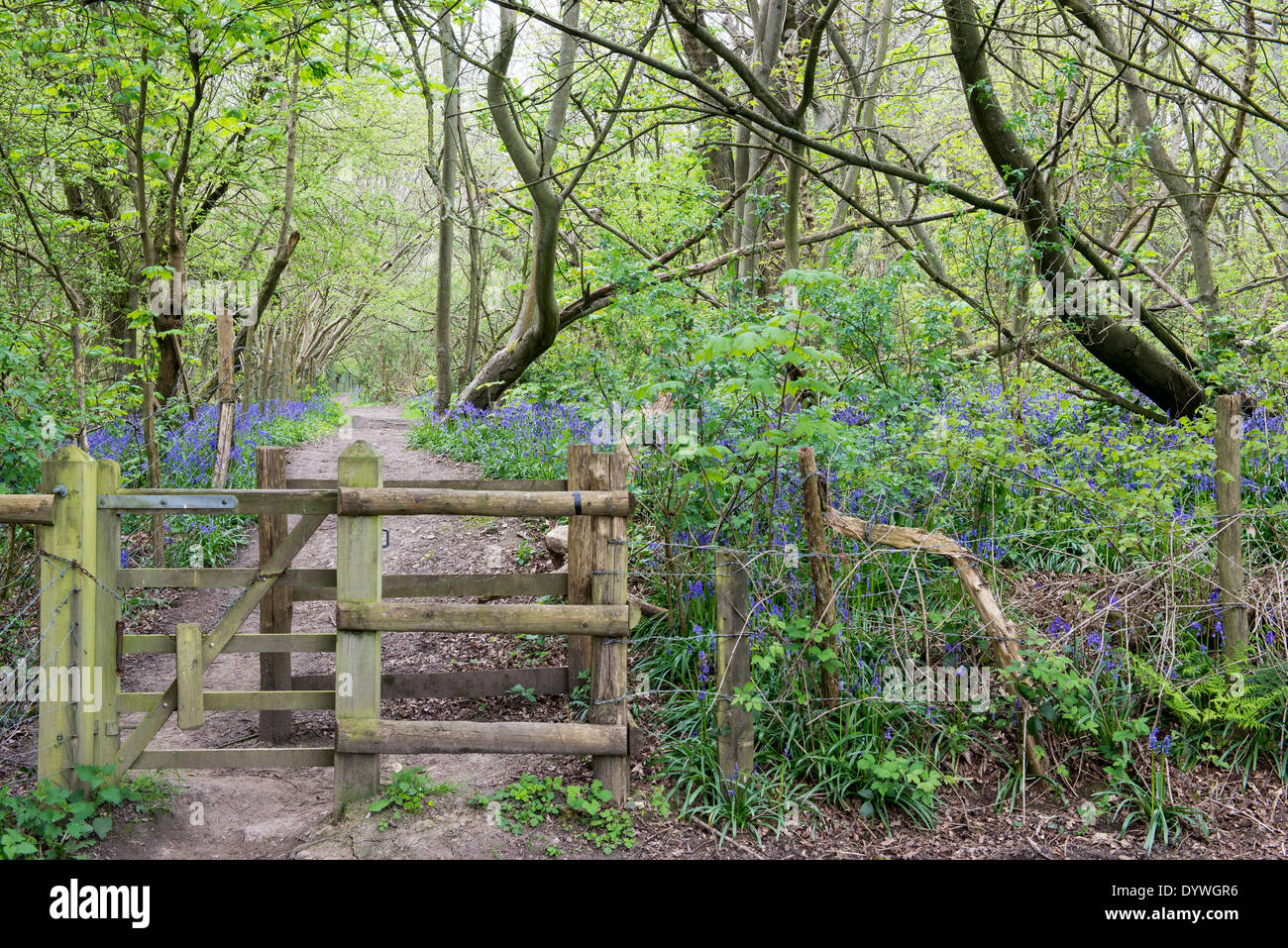 Hölzernes Tor und Zaun führt zu einem Waldweg Stockfoto