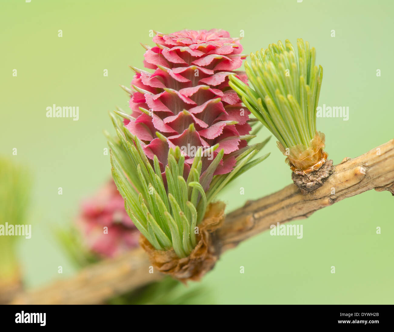Lärche Blume Stockfoto