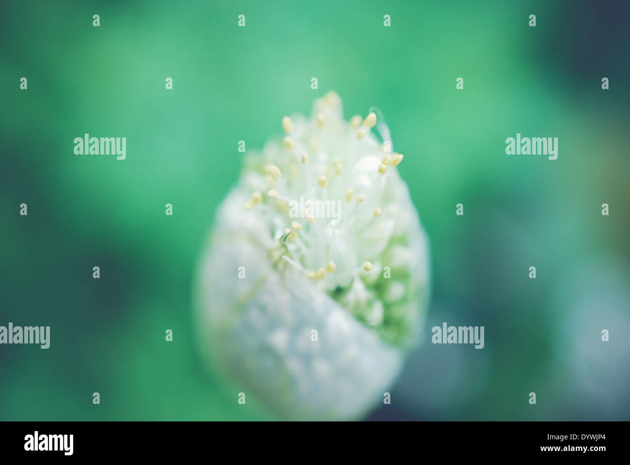 Zwiebelpflanze von oben Stockfoto