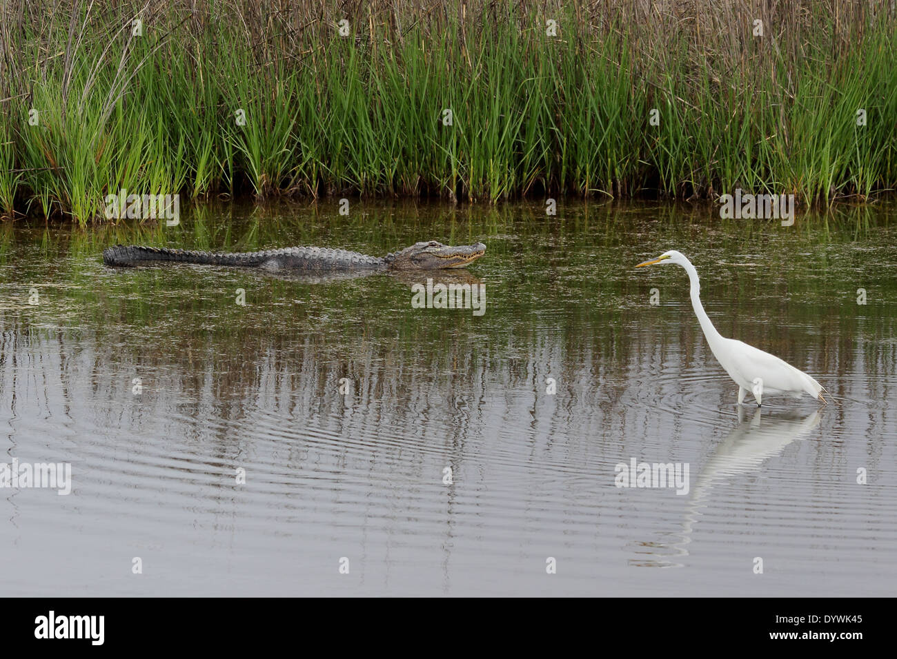 Ein amerikanischer Alligator und Silberreiher koexistieren behutsam in einem küstennahen Sumpf. Stockfoto