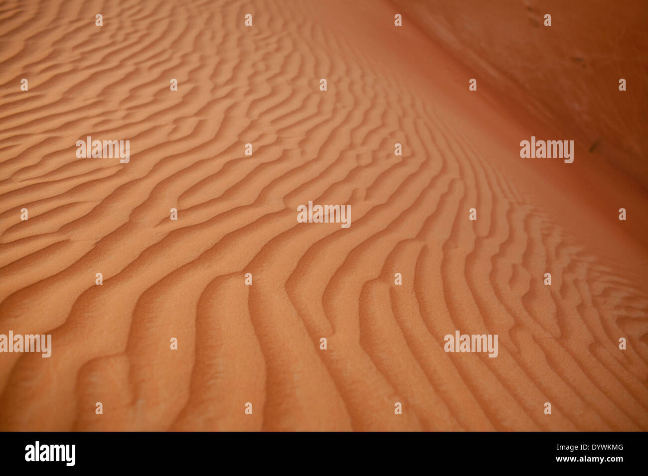 Die orangefarbenen Sand der Wüste außerhalb von Al Ain, Eastern Region von Abu Dhabi, Vereinigte Arabische Emirate. Stockfoto