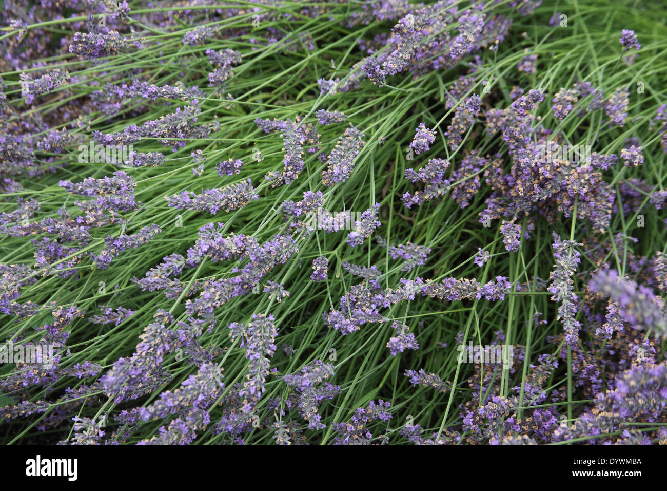 Lavandula x intermedia 'Grosso' Pflanze in Blüte Stockfoto