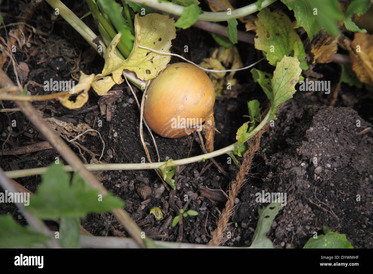 Brassica Rapa "Goldenen Ball" Rübe Nahaufnahme Reife Wurzel Stockfoto