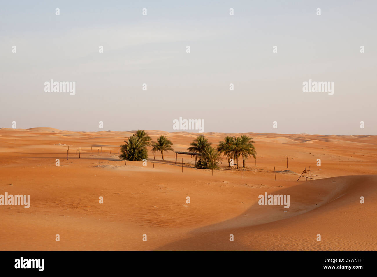 Dattelpalmen in der Wüste in der Nähe von Hameem, in der Western Region von Abu Dhabi, Vereinigte Arabische Emirate. Stockfoto