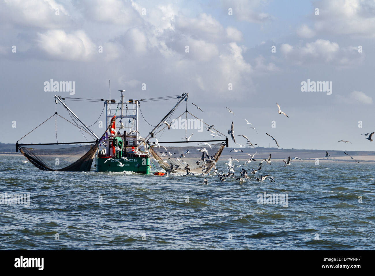 Fischereifahrzeug Audrey Patricia schleppen ihre Netze wie eine Herde von Möwen sammeln für jede leichte Beute Stockfoto