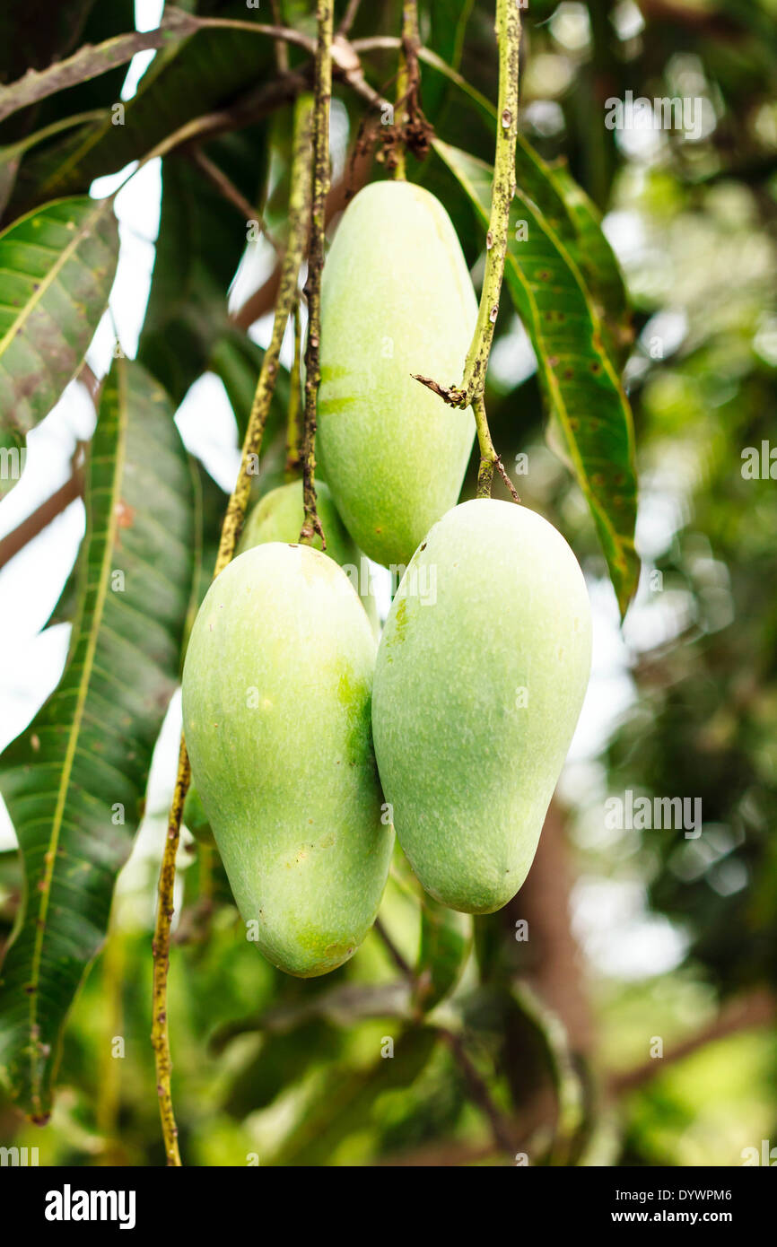 Nahaufnahme von Mangos auf einem Mangobaum Stockfoto