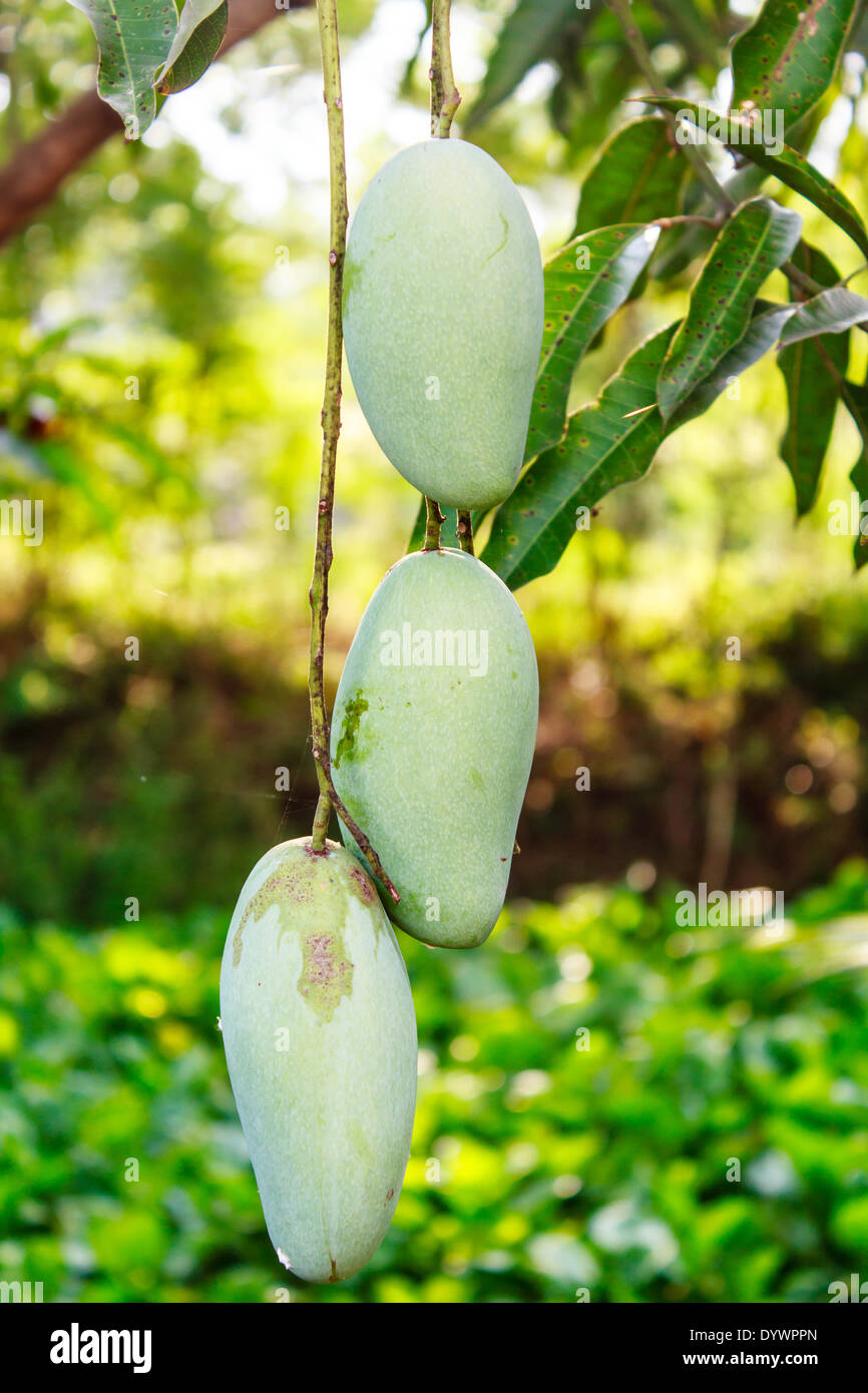 Nahaufnahme von Mangos auf einem Mangobaum Stockfoto