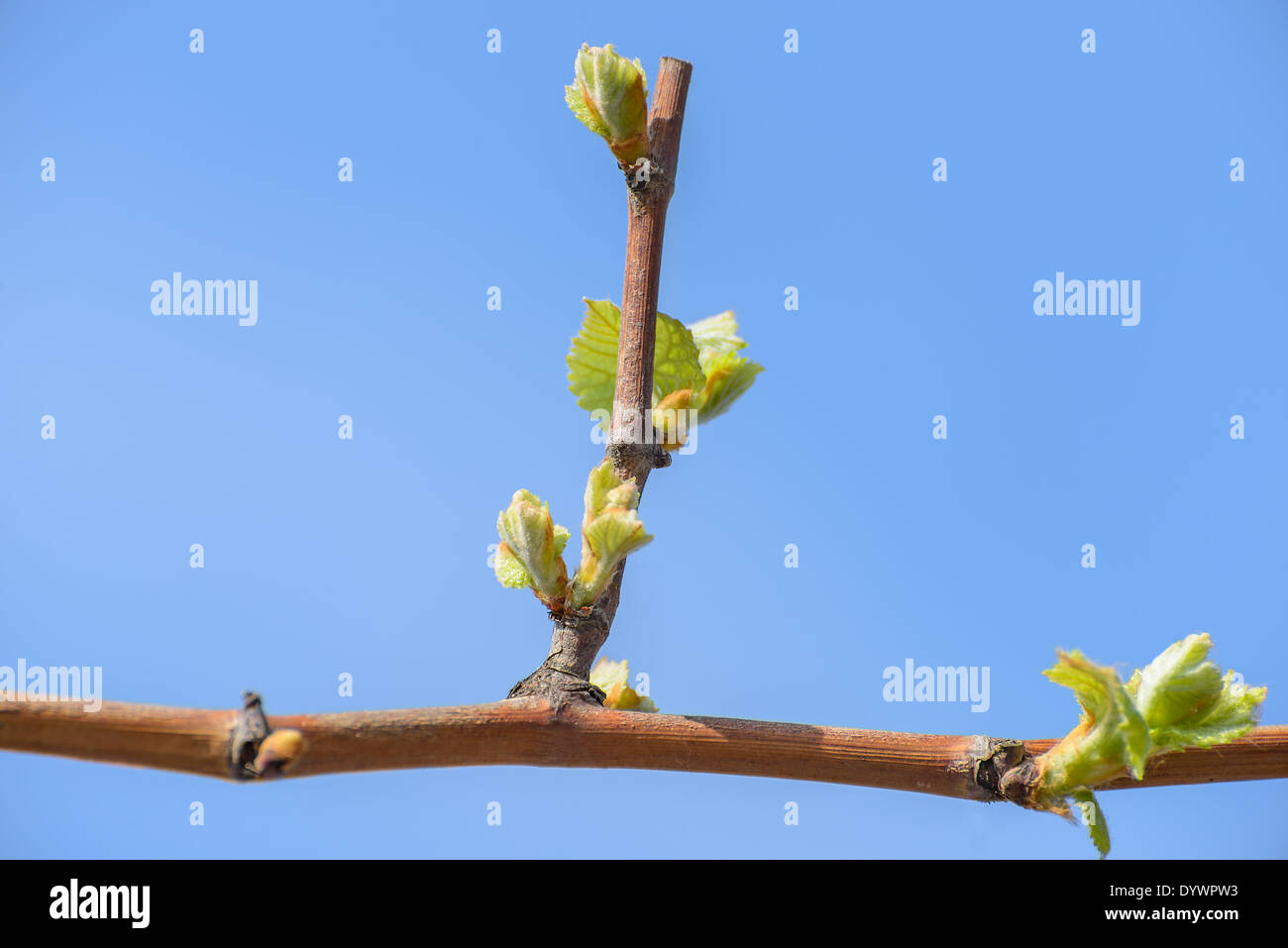 Blühende Weinblätter auf den Hintergrund blauer Himmel Stockfoto