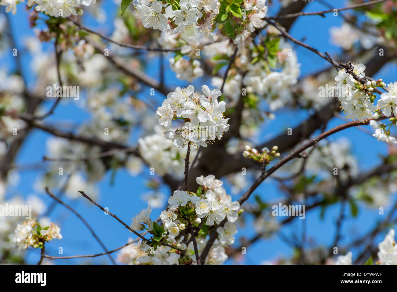 Blühender Kirschbaum auf blauen Himmelshintergrund Stockfoto