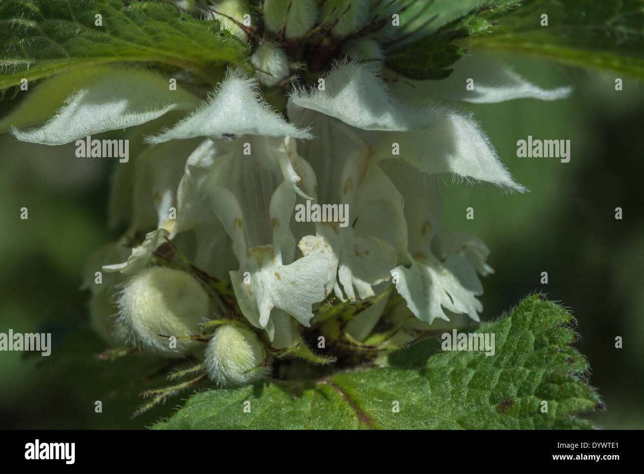 Krauter Zu Hause Heilen Pflanzen Stockfotos Krauter Zu Hause