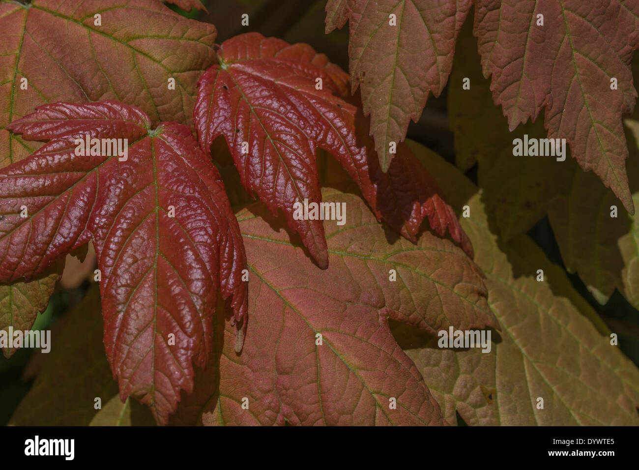 Blätter der Bergahorn / Acer pseudoplatanus. Sycamore ist Mitglied der Ahorn Familie. Stockfoto