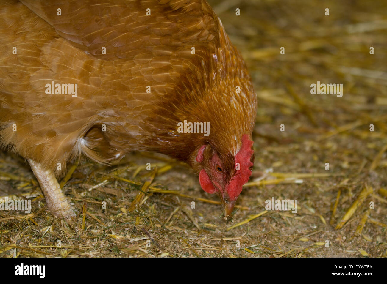 Huhn picken Fotos und Bildmaterial in hoher Auflösung Alamy