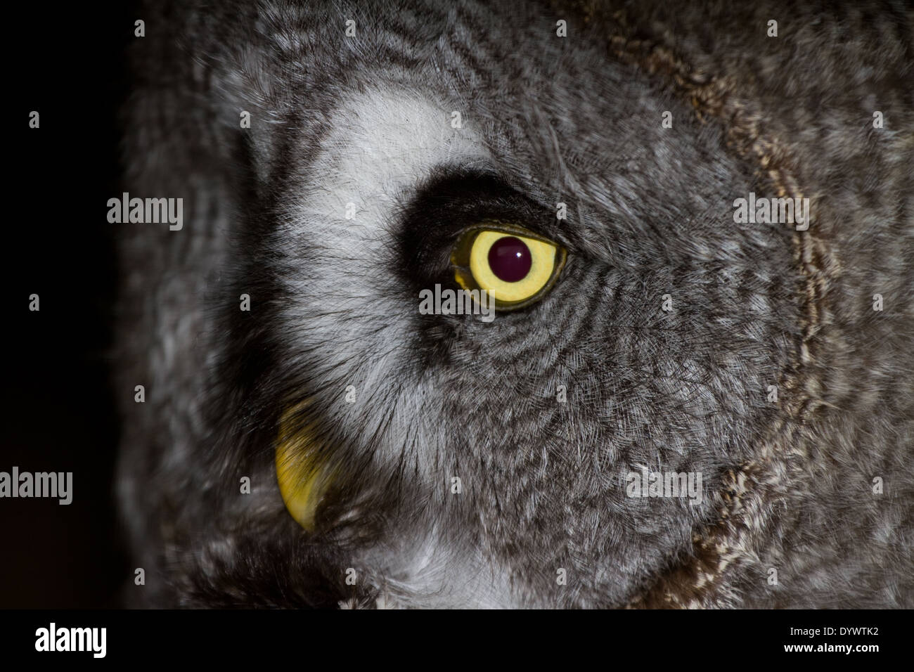 Großen nördlichen Eule (Captive) Stockfoto