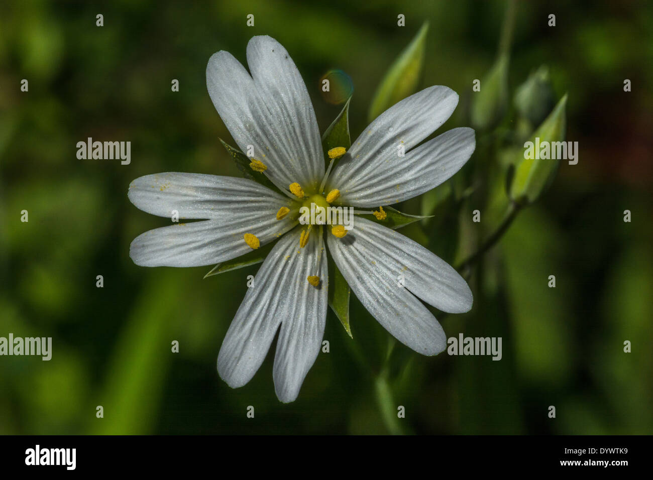 Blume des Stechwürzens / Stellaria holostea. Ehemalige Heilpflanze in pflanzlichen Heilmitteln verwendet. Stockfoto